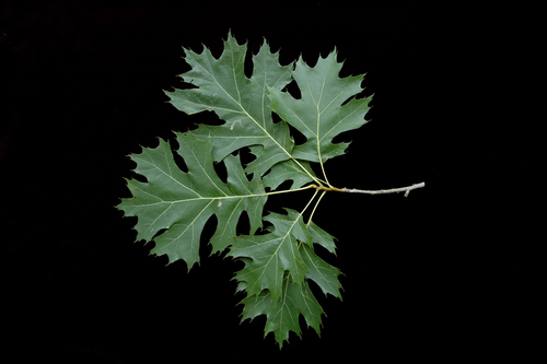 Shumard oak