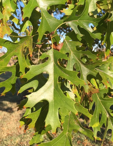 Shumard oak