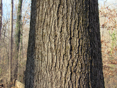 Shumard oak
