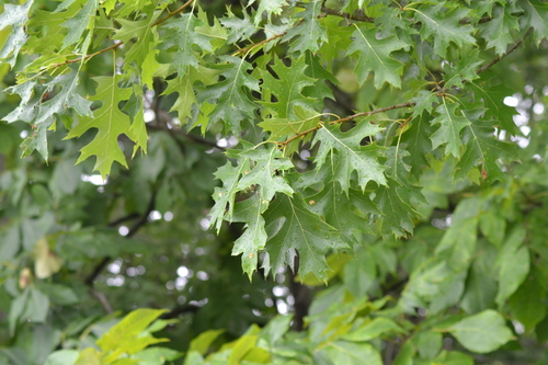 Shumard oak