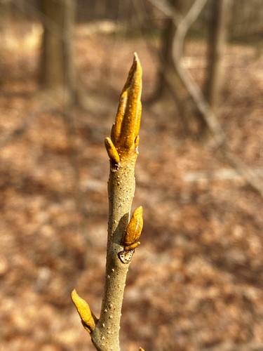 bitternut hickory