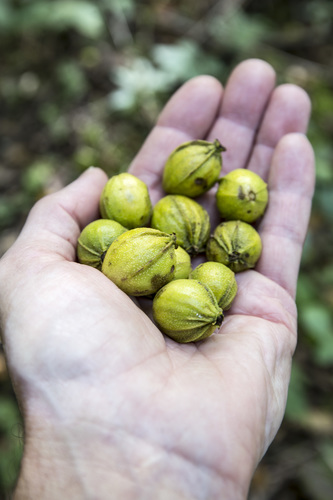 bitternut hickory