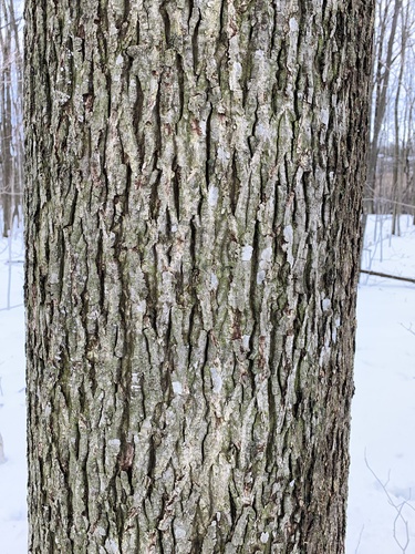 bitternut hickory