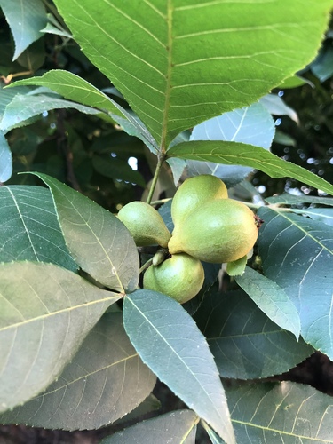 pignut hickory