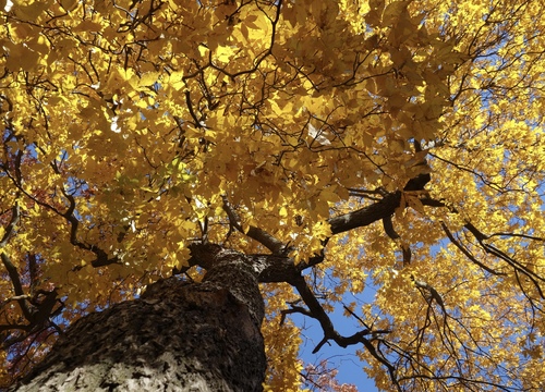 pignut hickory