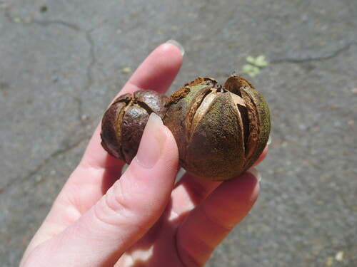 pignut hickory