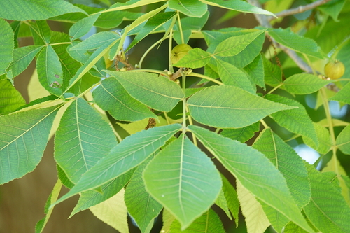pignut hickory