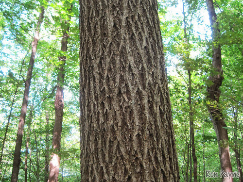 pignut hickory