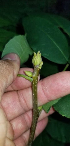 pignut hickory