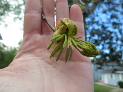 pignut hickory