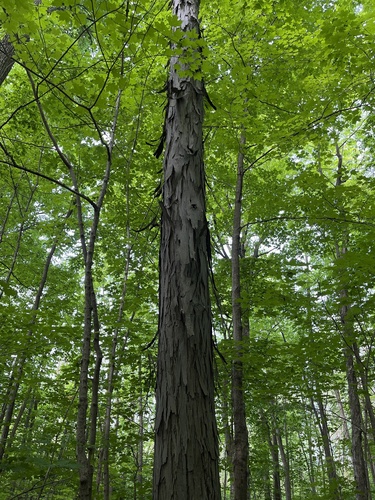 shagbark hickory