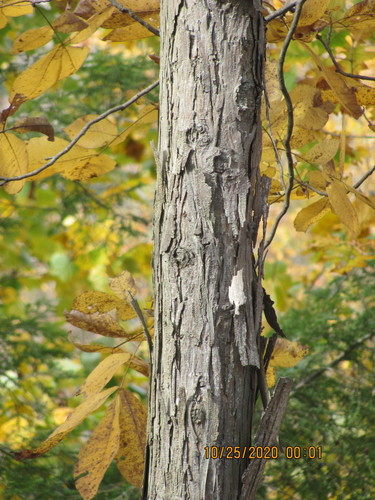 shagbark hickory