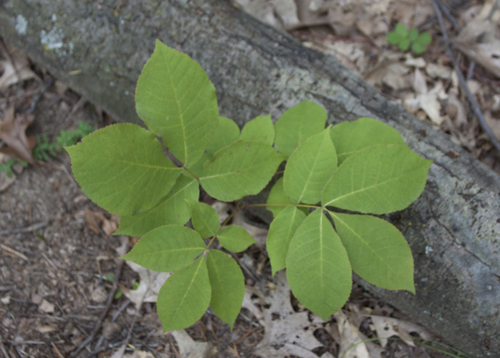 shagbark hickory