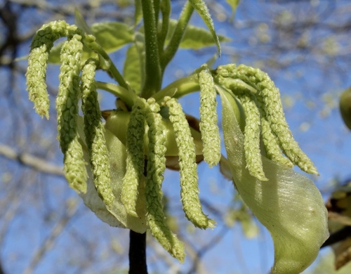 shagbark hickory