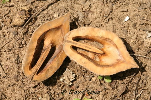 Butternut