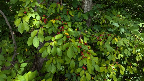 northern spicebush