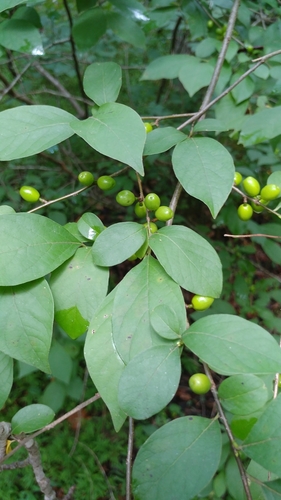 northern spicebush