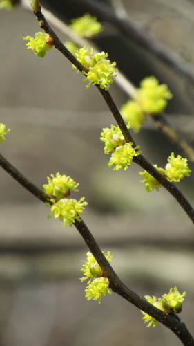 northern spicebush