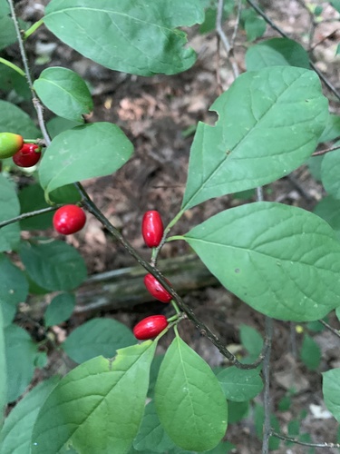 northern spicebush