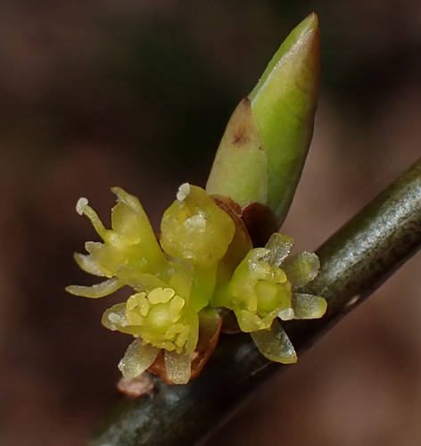 northern spicebush