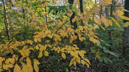 northern spicebush