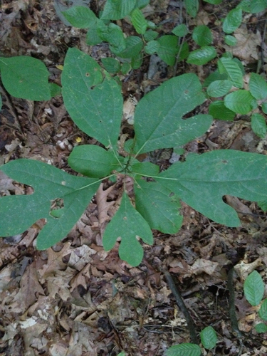 sassafras