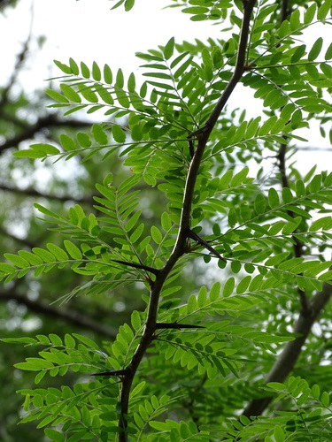 honey locust