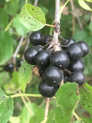 common buckthorn