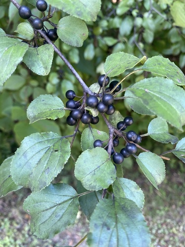 common buckthorn