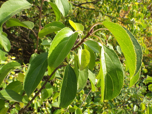 common buckthorn