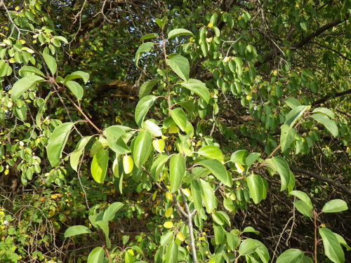 common buckthorn
