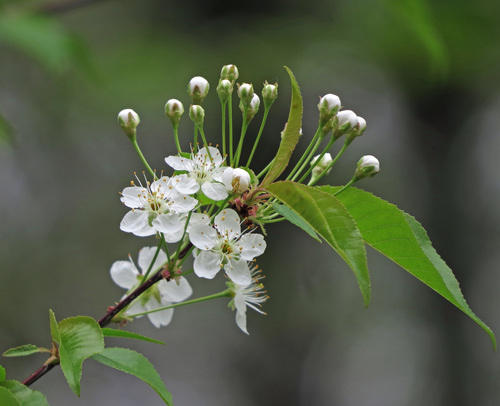 fire cherry