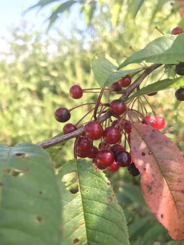 fire cherry
