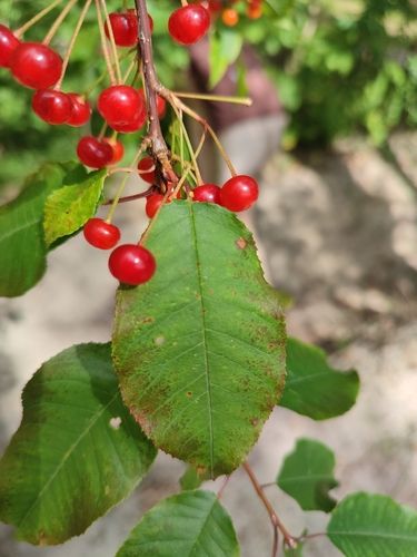 fire cherry