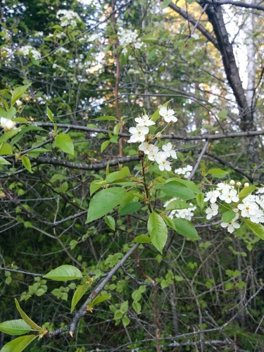 fire cherry