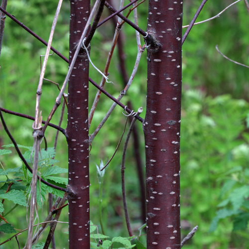 fire cherry