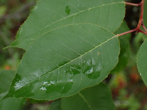 fire cherry
