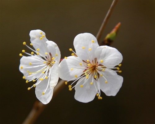 fire cherry
