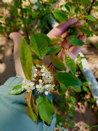 fire cherry