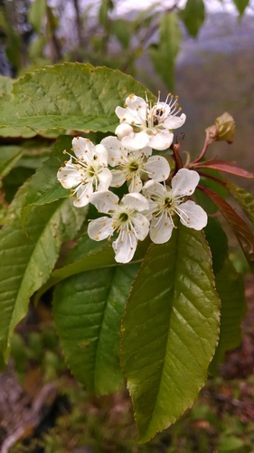 fire cherry