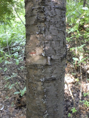 fire cherry