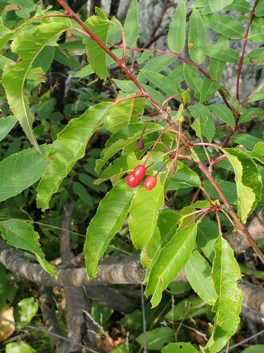 fire cherry