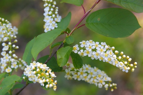 chokecherry