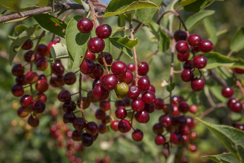 chokecherry