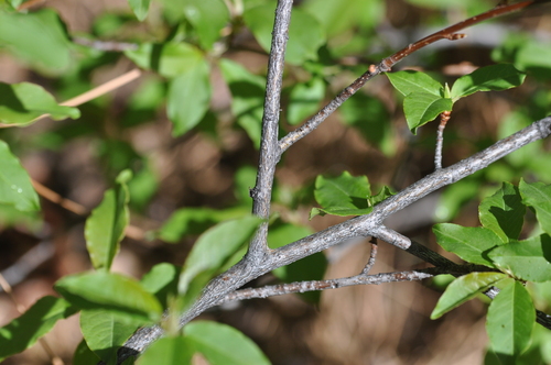 chokecherry