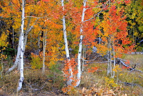 quaking aspen