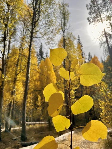 quaking aspen