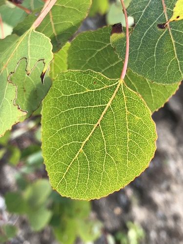quaking aspen