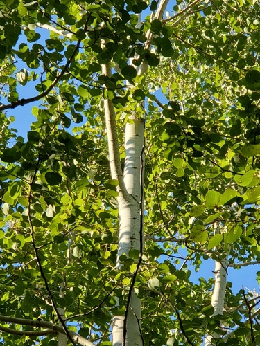 quaking aspen