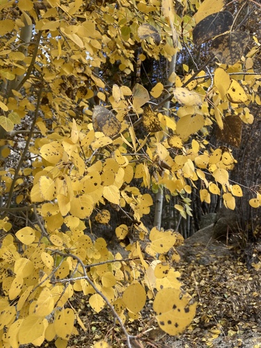 quaking aspen